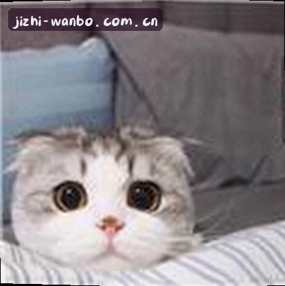 孙悦